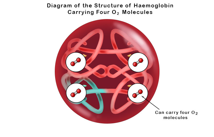 Levels of haemoglobin in the blood can be measured to diagnose a variety of conditions, such as anemia and dehydration